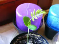 _Albizia I.webp