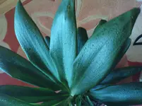 DSC00948.webp