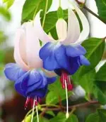 4438.webp
