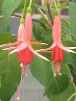 caligornie.webp