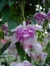 Blue_Veil.webp