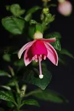 deltas_song.webp
