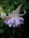 Fuch_Holly__s_Beauty.webp