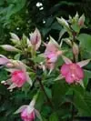 Fuch_Walz_Jubelteen.webp