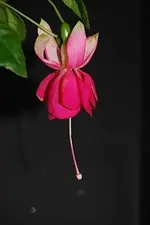 schoene_hanauerin.webp