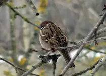06405Spatz.webp