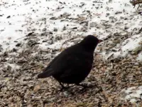 6410Amsel.webp