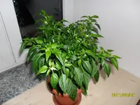 SAM_0260.webp