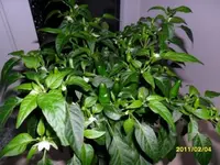 SAM_0261.webp