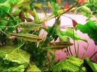 februar 195_0002.webp
