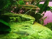 februar 195_0001.webp