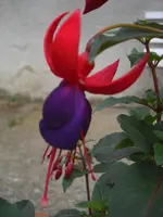 CIMG6421.webp
