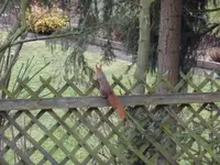 eich4.webp