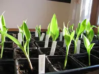 Cannas 6_2_2011.webp