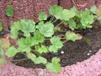 bild 585.webp