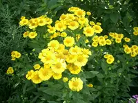 CIMG0079.webp