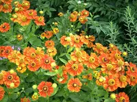 CIMG0080.webp