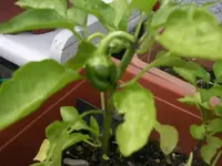 Garten 033.webp
