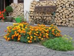 Tagetes.jpg