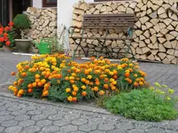 Tagetes.webp