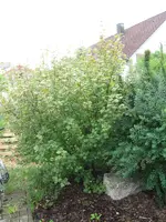 Bild 049a.webp