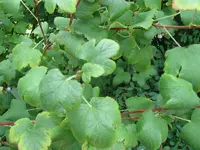 Bild 050a.webp