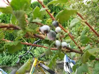 Bild 051a.webp