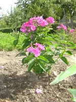 frühling - sommer 2008 021.webp