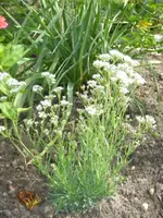 frühling - sommer 2008 026.webp