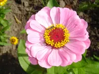 frühling - sommer 2008 027.webp