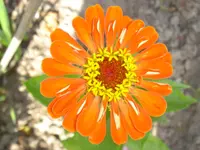frühling - sommer 2008 029.webp