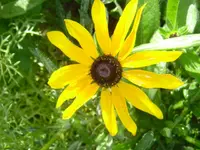 frühling - sommer 2008 031.webp