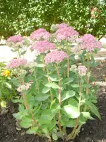 frühling - sommer 2008 033.webp