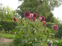 frühling - sommer 2008 035.webp