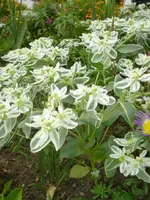 frühling - sommer 2008 004.webp