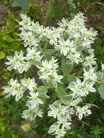 frühling - sommer 2008 005.webp