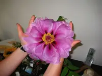 riesenblume.webp riesenblume.webp