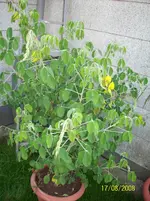 Pflanze01.webp