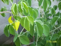 Pflanze03.webp