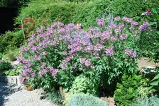 Cleome 001.webp