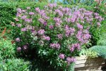 Cleome 002.JPG