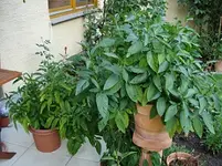 Pepino2.webp
