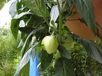 Pepino3.webp