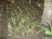 Bild_1.webp