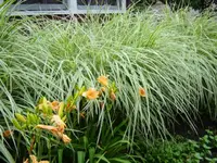 gelbe lilien.webp