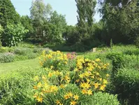 gelbe stauden.webp