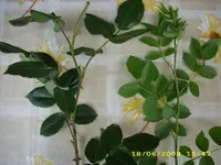 Test 558.webp