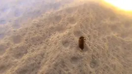 Käfer1.webp