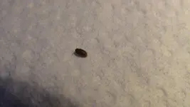 Käfer2.webp