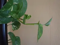 DSC00638.webp